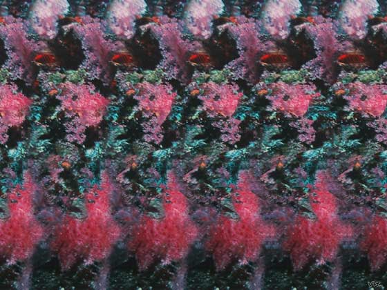 Stereogram med delfiner